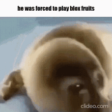 He Was Forced To Play Blox Fruits GIF - He Was Forced To Play Blox